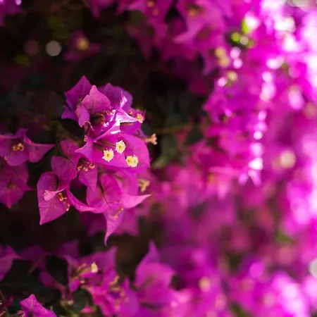 Relax City Center Flat Apartment